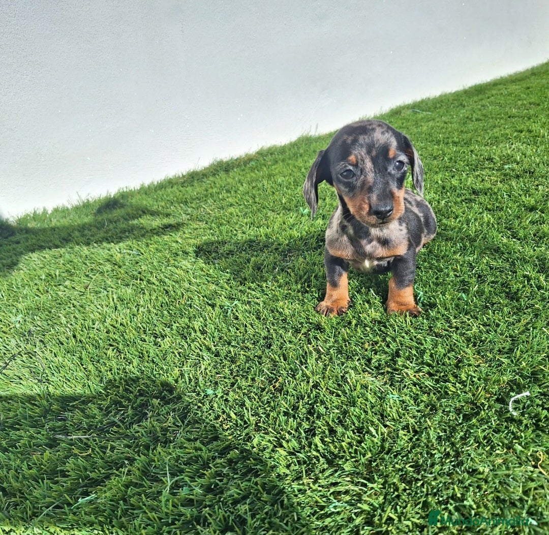 Teckel Miniatura perros en venta: TECKEL KANINCHEN ARLEQUIN PLATA  - Anuncio 3