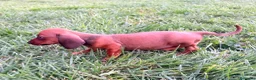 Teckel Miniatura perros en venta: Teckel Kaninchen rojizo - Anuncio 9