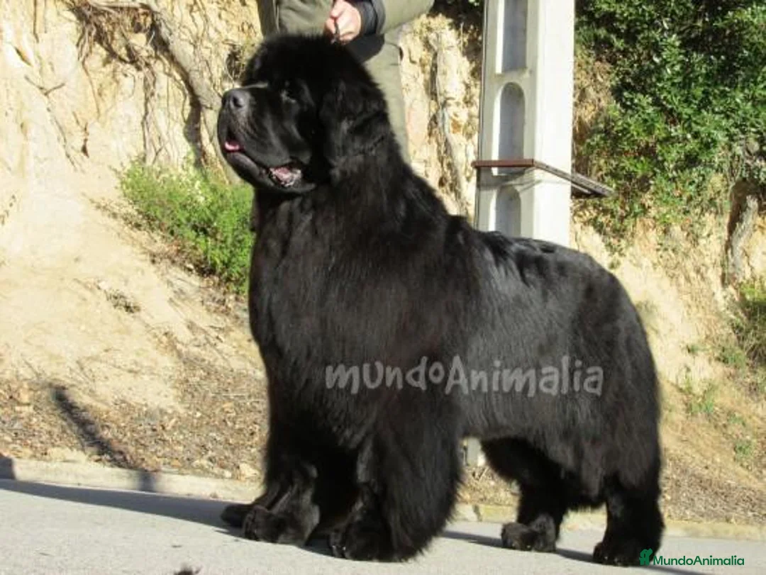 Imagen de galería {{count}}