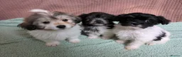 Bichón Habanero perros en venta: Machitos de bichon habanero - Anuncio 11
