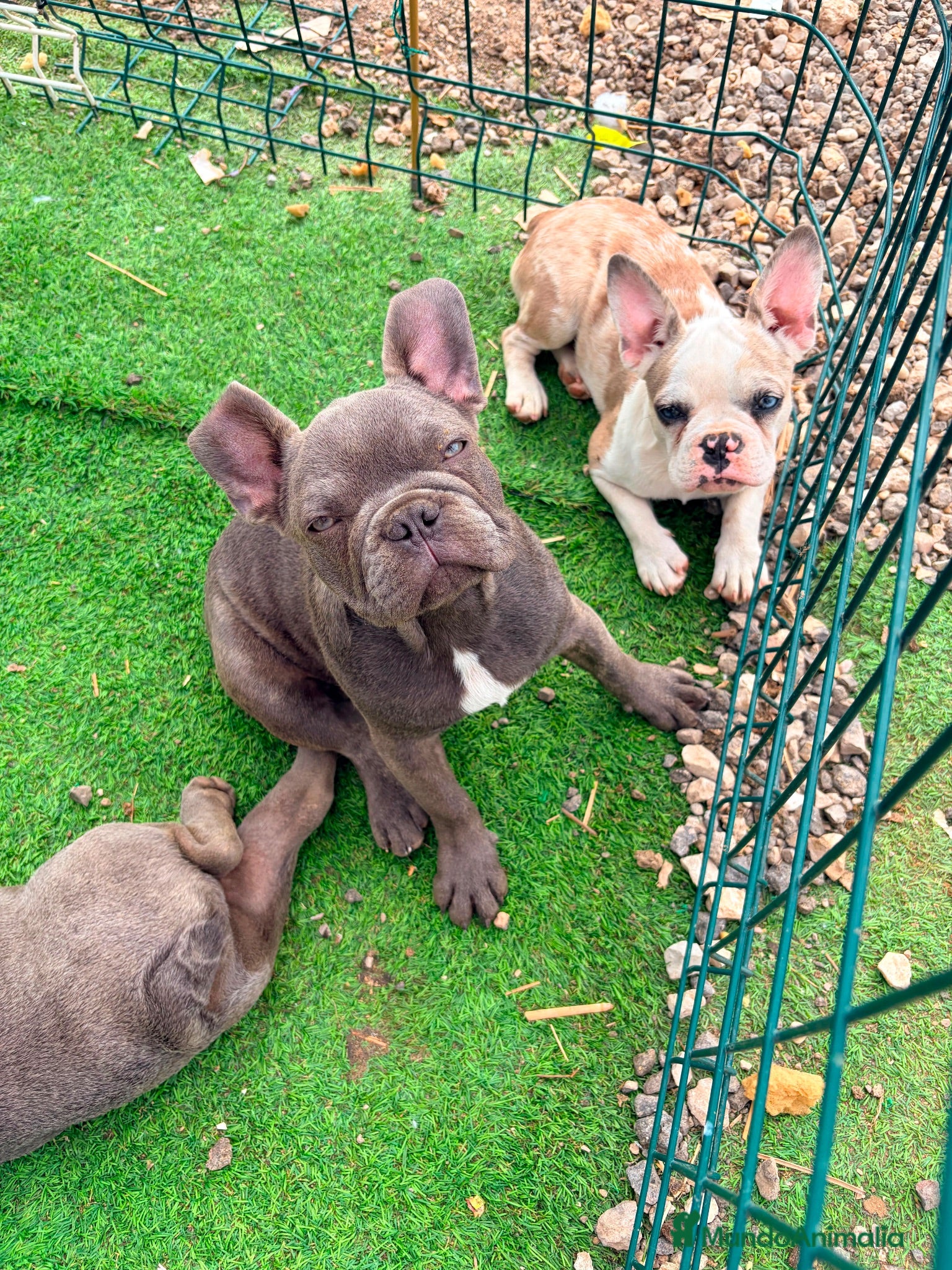 Bulldog Francés perros Bulldog Francés 2 ejemplares únicos buscan familia - Anuncio 1