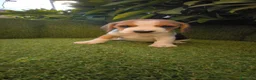 Beagle perros en venta: beagles mini tricolor  - Anuncio 17