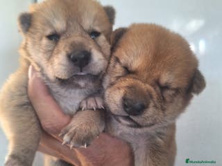 Shiba Inu perros Camada de Shiba inu en Almería - Anuncio 7
