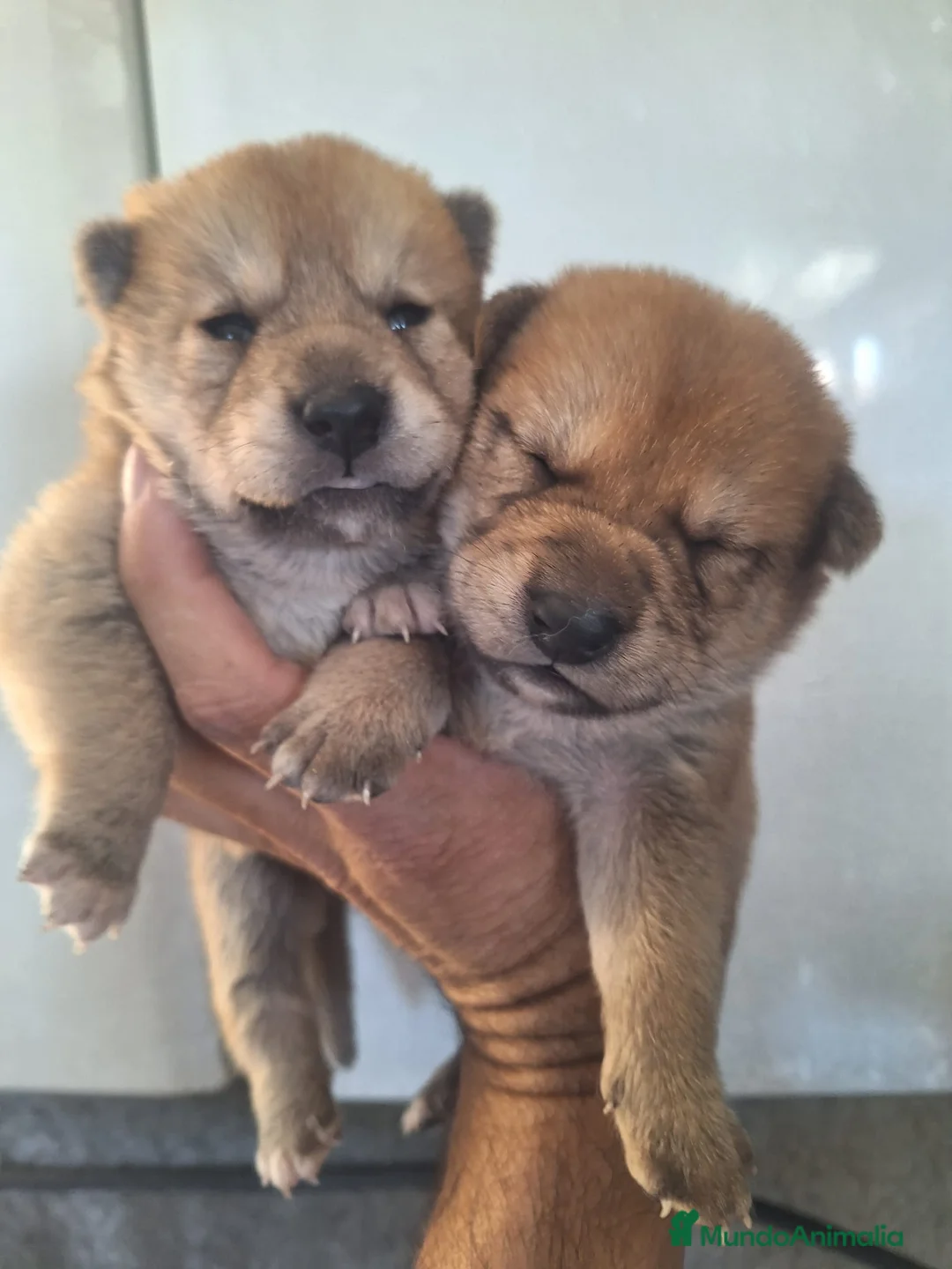 Shiba Inu perros en venta: Camada de Shiba inu en Almería - Anuncio 1