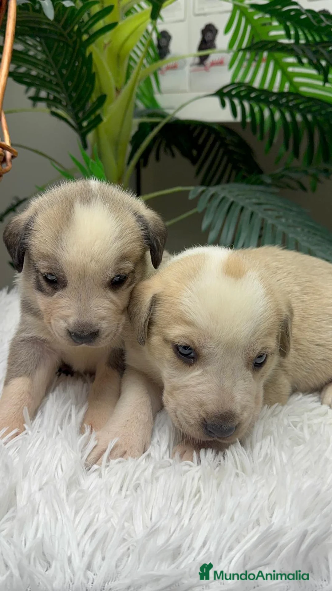 Mastín Español perros en venta: MASTIN ESPAÑOL - Anuncio 7