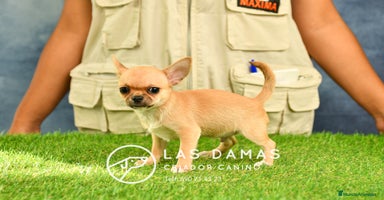 Chihuahua perros en Rubena - Propaganda 7
