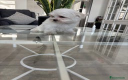Bichón Maltés perros en venta: Cachorrito de bichon maltés macho - Imagen 3