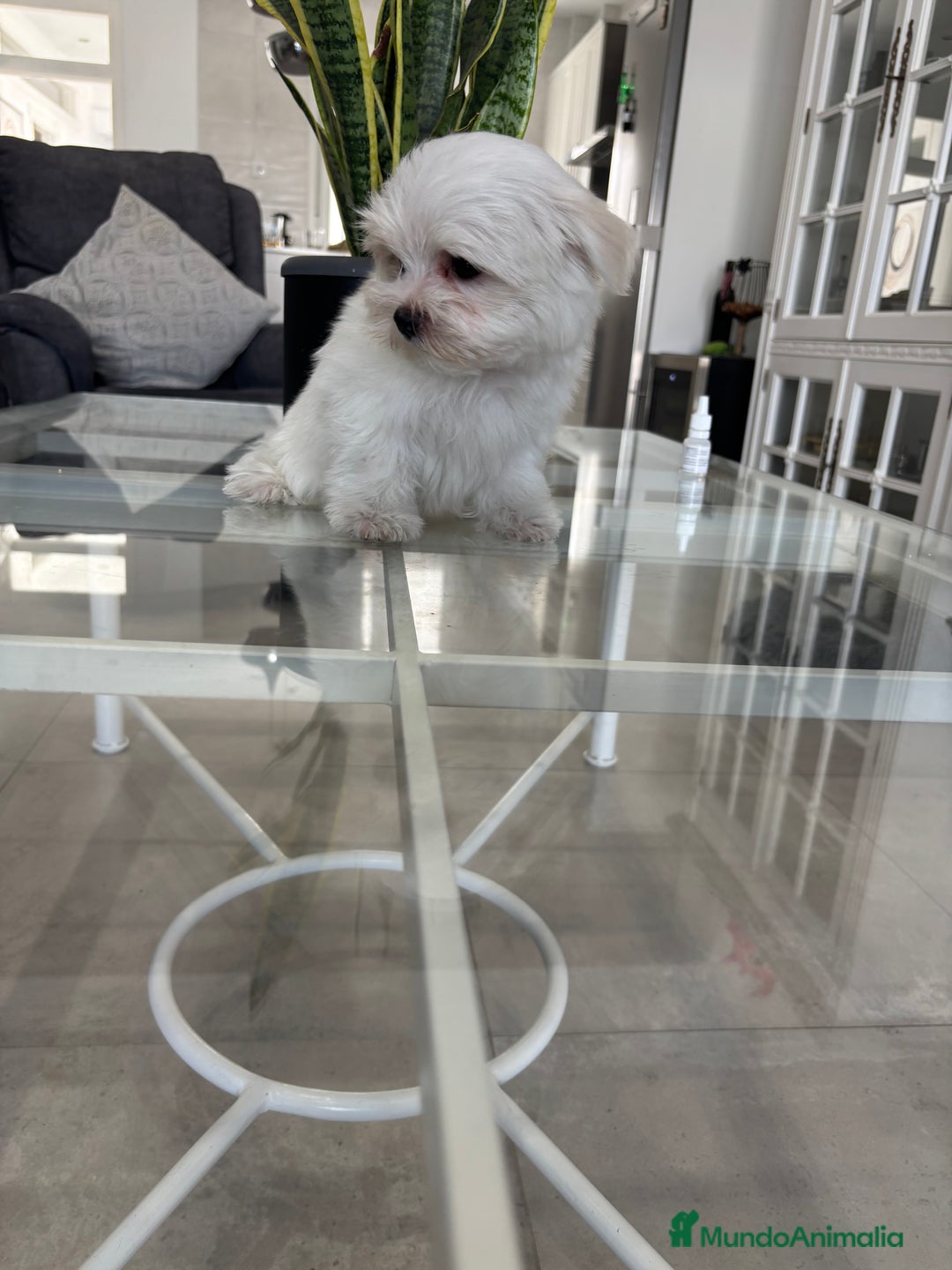 Bichón Maltés perros en venta: Cachorrito de bichon maltés macho - Imagen 3