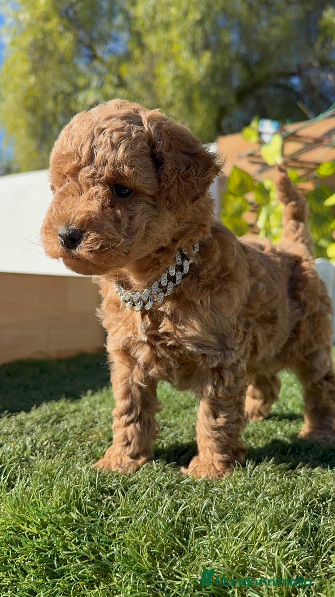 Caniche Toy perros en venta: CANICHE TOY MACHO - Anuncio 11