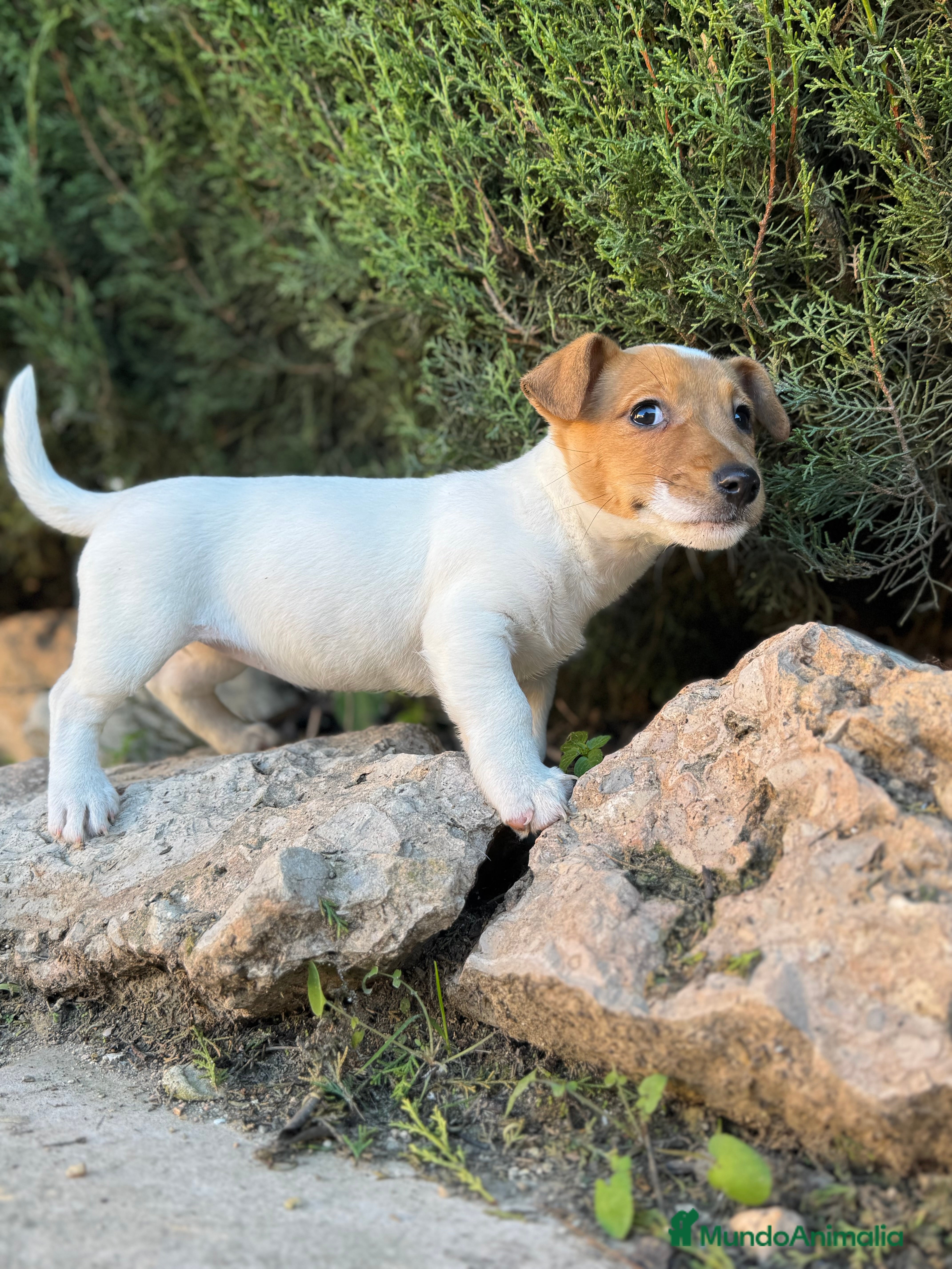 Jack Russell Terrier perros JACK RUSSELL PATA CORTA CALIDAD - Anuncio 1