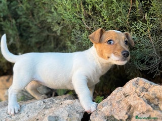 Jack Russell Terrier perros JACK RUSSELL PATA CORTA CALIDAD - Anuncio 1