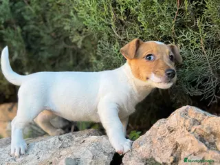Jack Russell Terrier perros JACK RUSSELL PATA CORTA CALIDAD - Anuncio 4