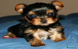 Yorkshire Terrier perros en venta: Yorkshire Terrier - Imagen 2