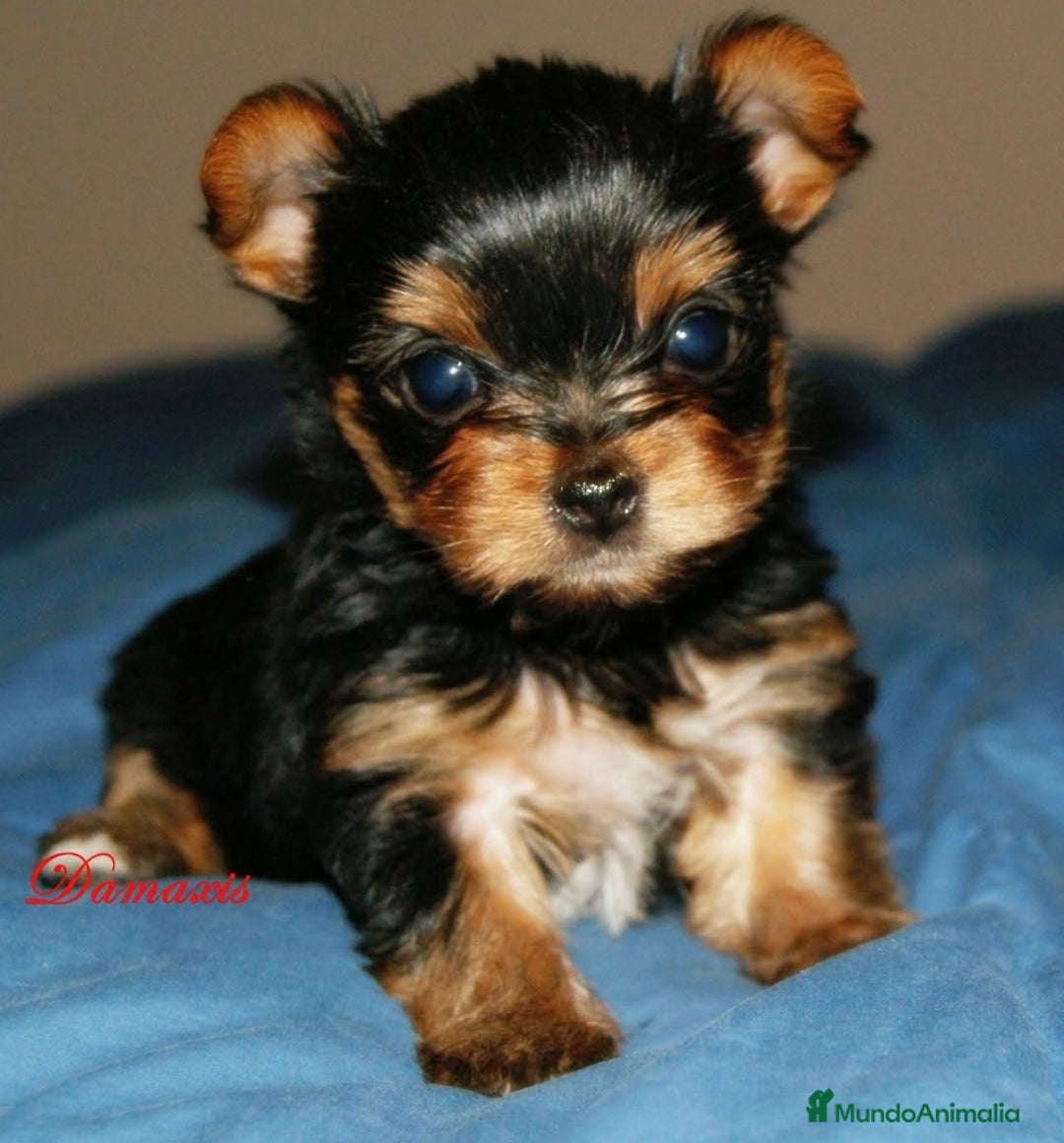 Yorkshire Terrier perros en venta: Yorkshire Terrier - Imagen 2