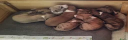 Whippet perros en venta: Magnífica Camada - Anuncio 5