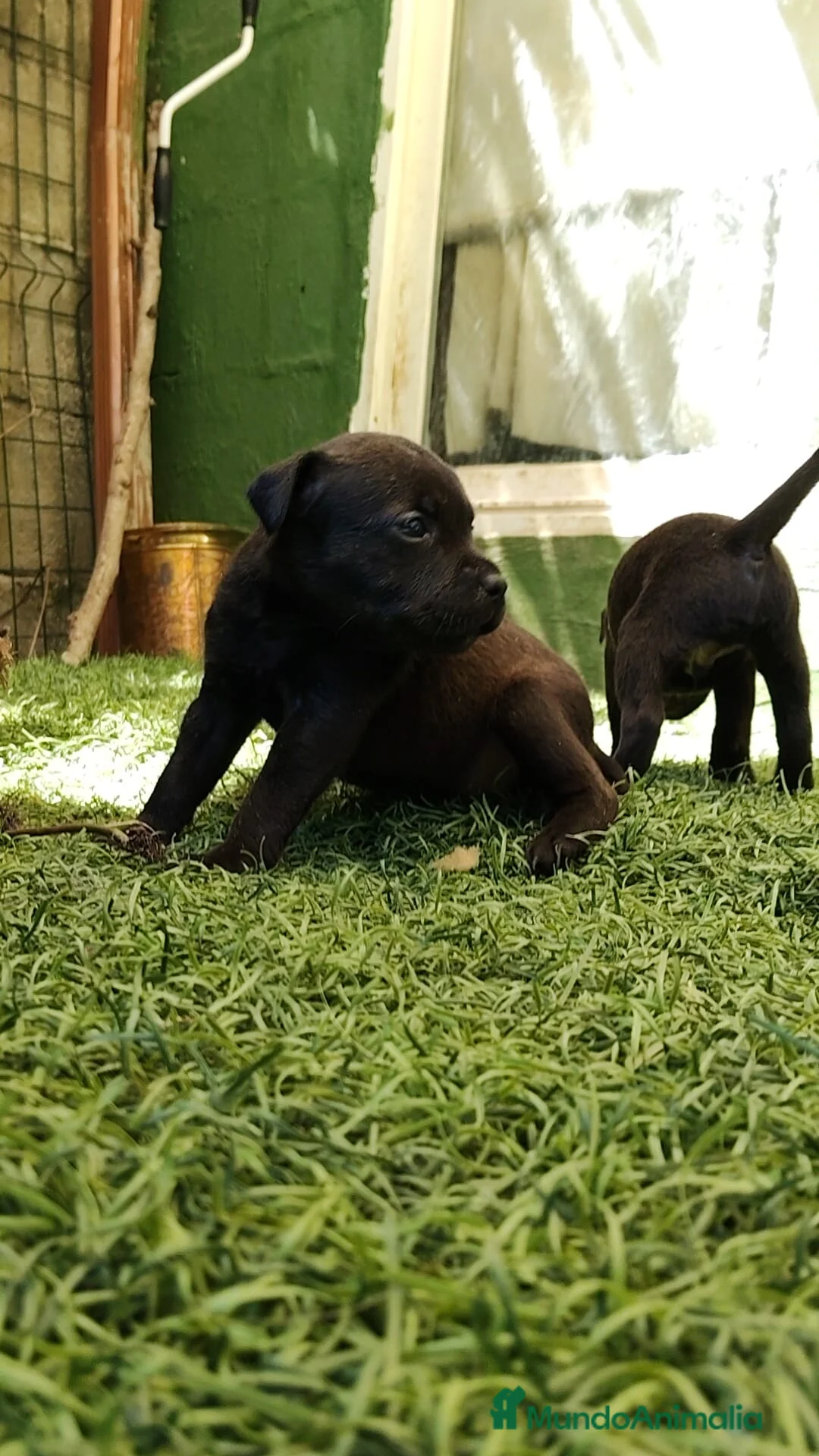 Staffordshire Bull Terrier perros en venta: Staffordshire bull terrier cachorros - Anuncio 19