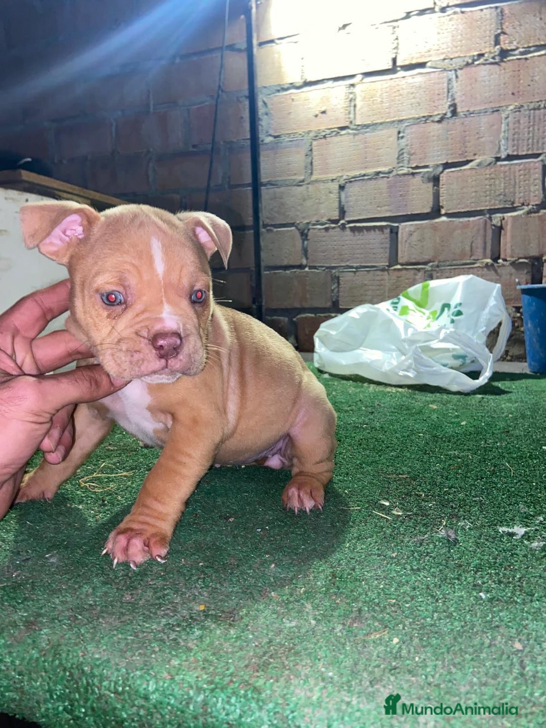 American Bully perros en venta: American bully pocket  - Anuncio 11