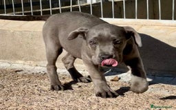 Cane Corso perros en venta: CANE CORSO HEMBRA! en Barcelona - Imagen 2