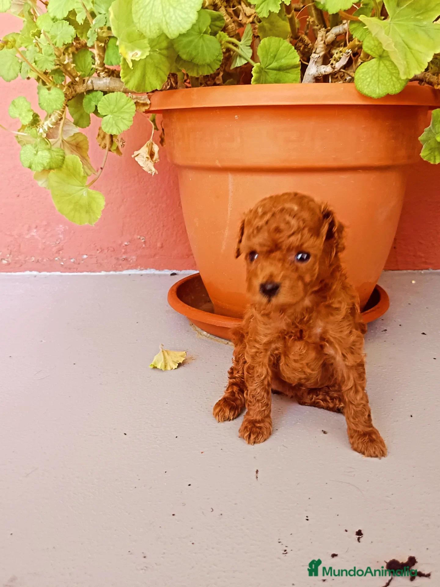 Caniche Toy perros Caniche toy - Anuncio 2