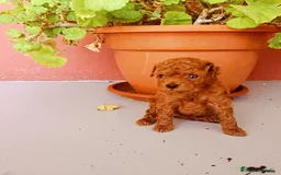 Caniche Toy perros en venta: Caniche toy - Imagen 2