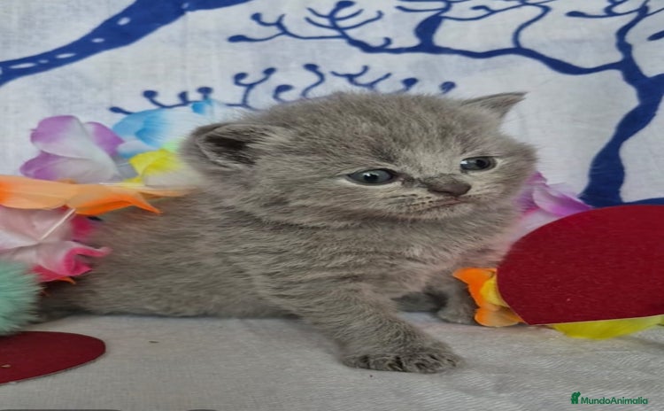 Británico de Pelo Corto Azul gatos Brithis Blues Bebes Preciosos  - Anuncio 8