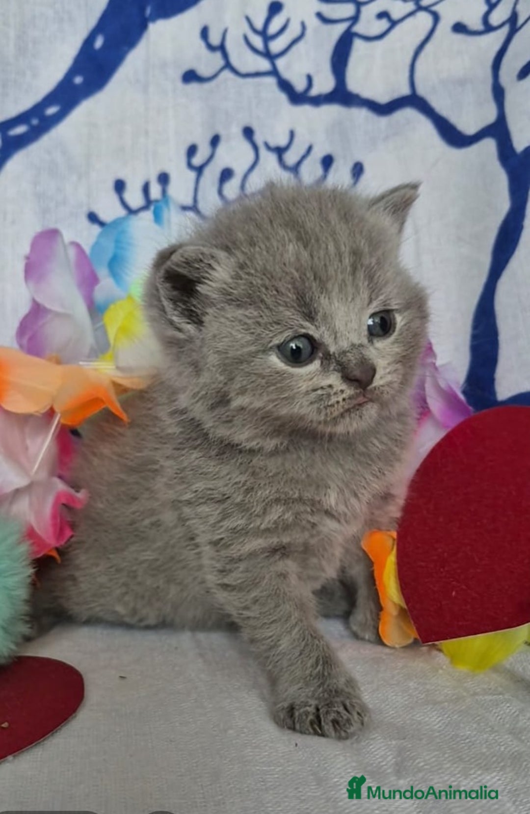 Británico de Pelo Corto Azul gatos en venta: Brithis Blues Bebes Preciosos  - Anuncio 1