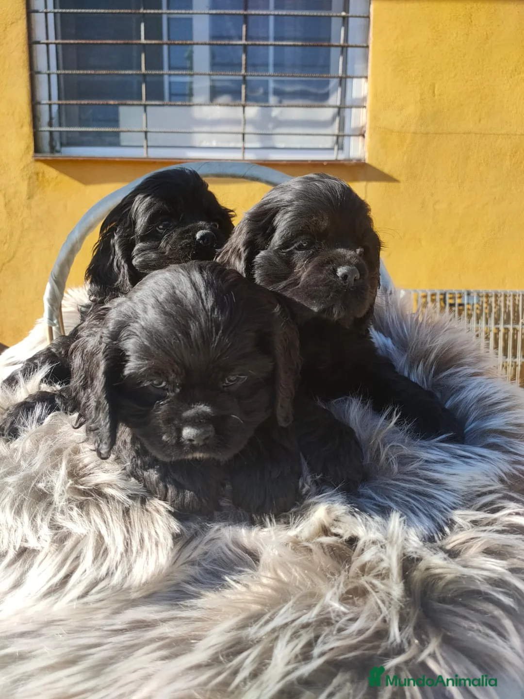 Cocker Spaniel Americano perros en venta: Cocker Americano de Carfi - Anuncio 6