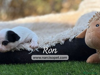 Chihuahua perros - Anuncio 38