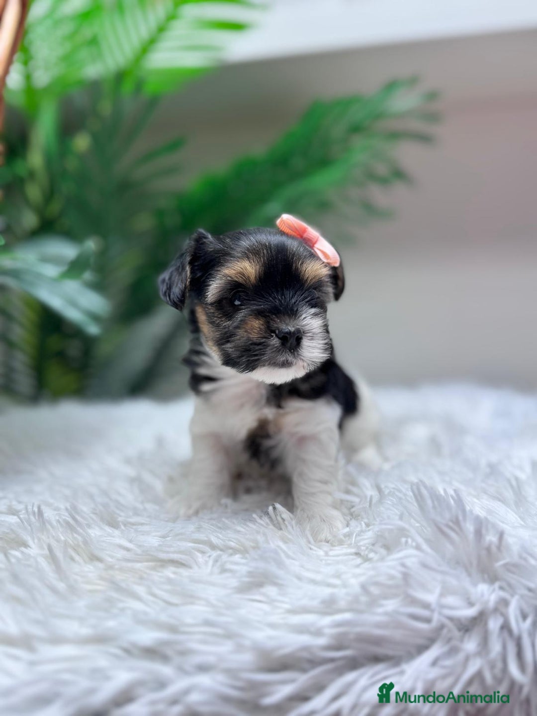 Yorkshire Terrier perros en venta: YORKSHIRE BIEWER HEMBRA - Anuncio 15