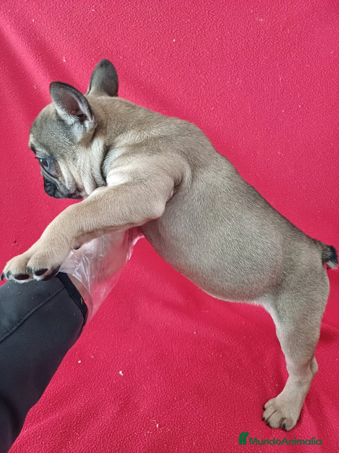 Bulldog Francés perros en venta: Bulldog Francés  - Anuncio 3