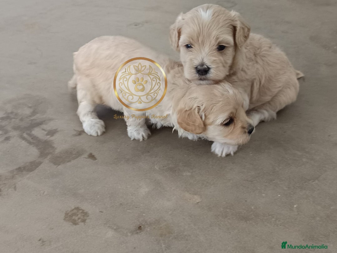 Maltipoo perros en venta: Maltipoo apricot  - Imagen 3