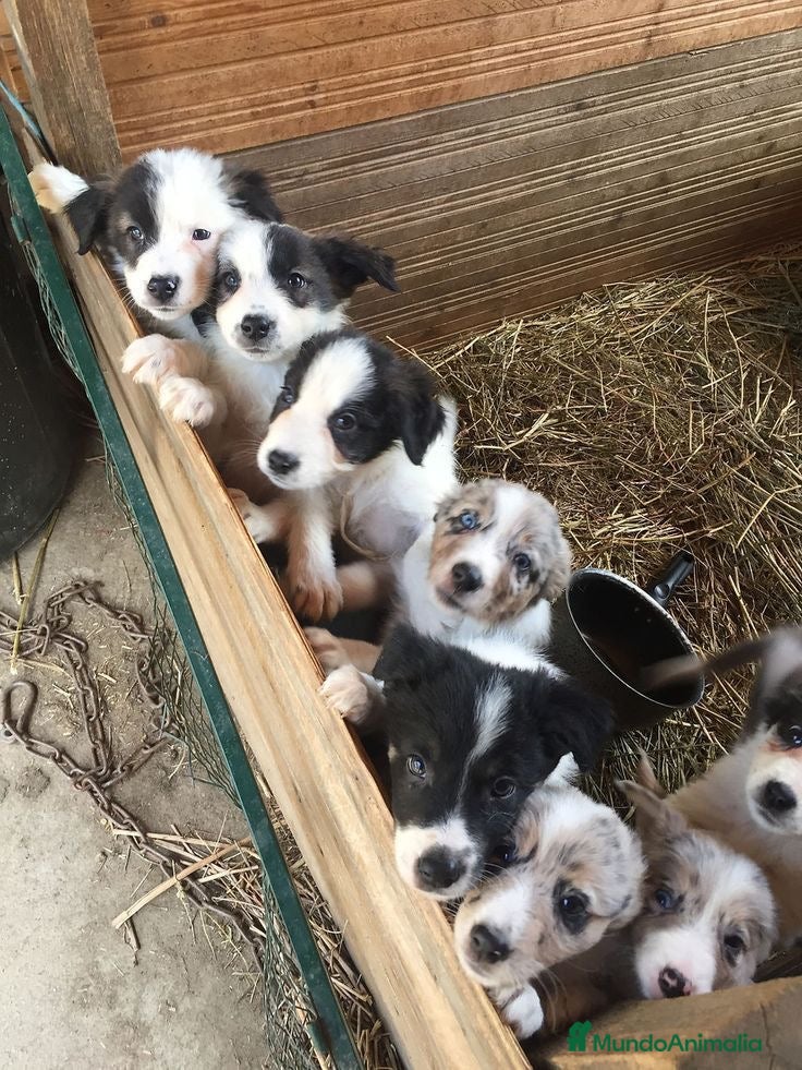 Border Collie perros CAMADA DE BORDER COLLIE MERLE Y B/N - Anuncio 5