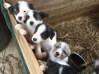 Border Collie perros CAMADA DE BORDER COLLIE MERLE Y B/N - Anuncio 34
