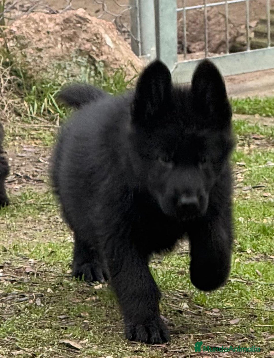 Pastor Alemán perros en venta: Pastor alemán belleza  - Anuncio 20