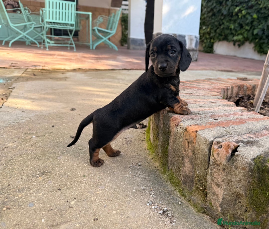 Teckel Miniatura perros en venta: Preciosa camada de Teckel mini  - Anuncio 2