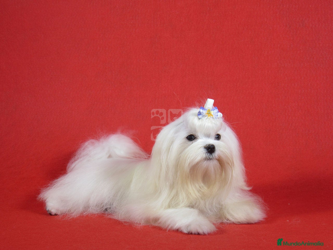 Bichón Maltés perros Bichon maltes Hembras - Anuncio 1