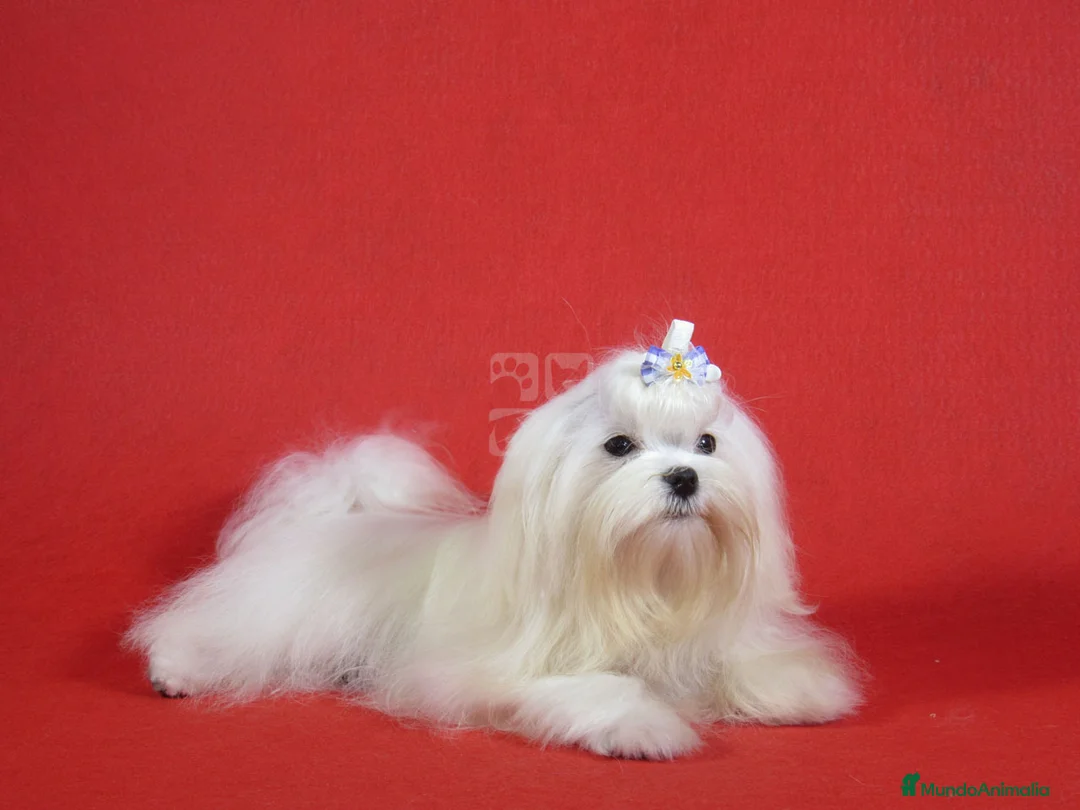 Bichón Maltés perros en venta: Bichon maltes Hembras - Anuncio 1