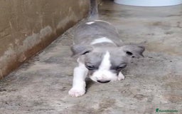 Whippet perros en venta: Whippet blue, isabela verdino - Imagen 8