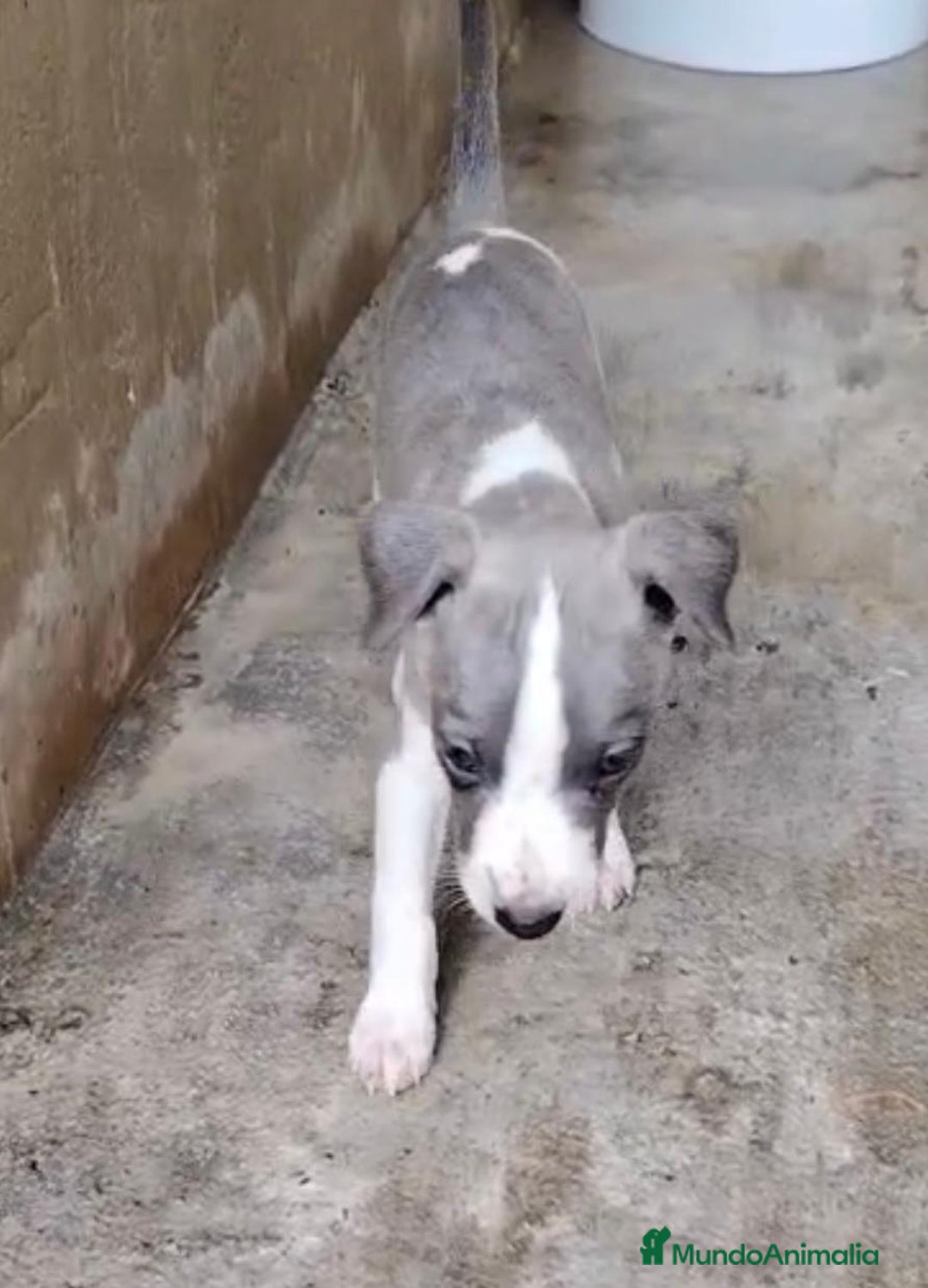 Whippet perros en venta: Whippet blue, isabela verdino - Imagen 8