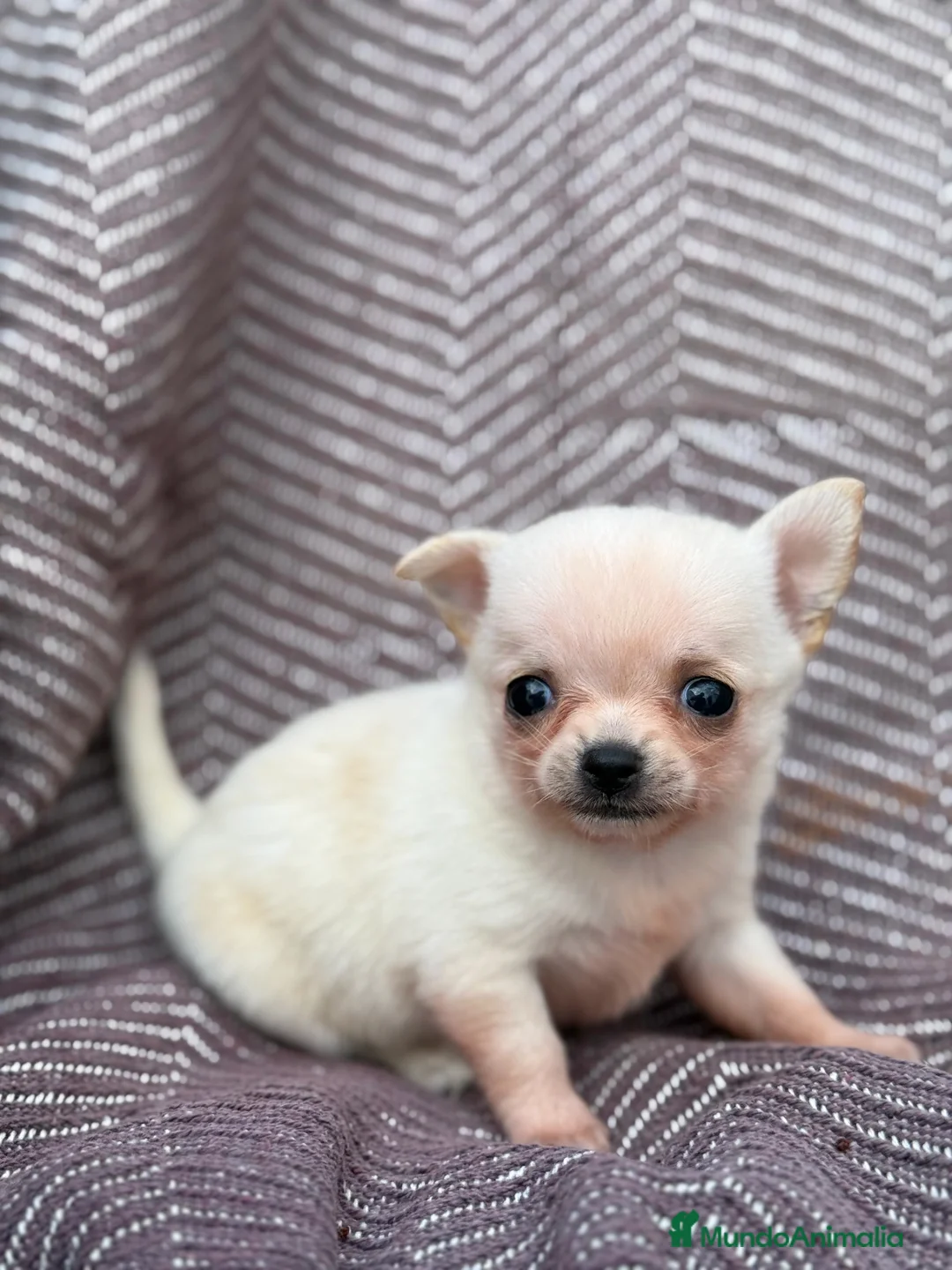 Chihuahua perros en venta: Chihuahuas hembras toy  - Anuncio 2