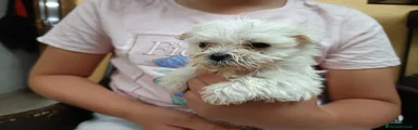 Bichón Maltés Cachorro 2