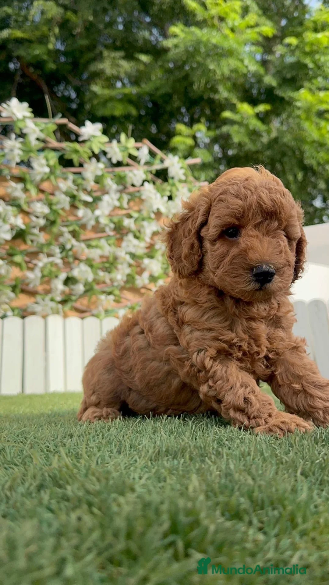 Caniche Enano perros en venta: CANICHE ENANO - Anuncio 26