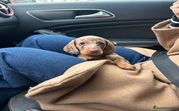 Teckel Miniatura perros en venta: teckel arlequin chocolate - Imagen 2