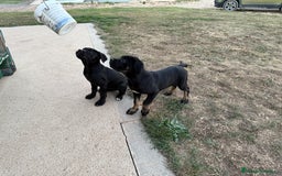 Cane Corso perros en venta: Precio cachorro Cane corso  - Imagen 2
