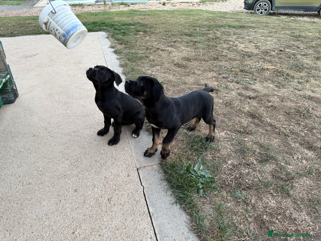 Cane Corso perros en venta: Precio cachorro Cane corso  - Imagen 2