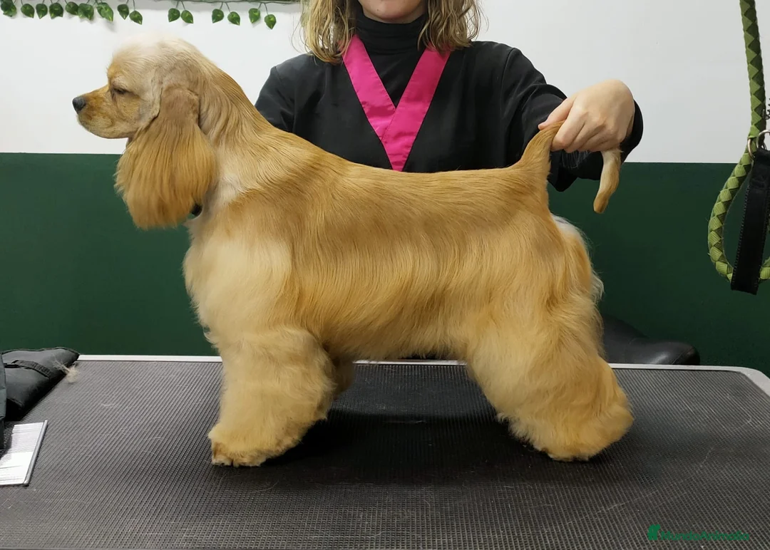 Cocker Spaniel Americano perros en venta: Cocker Americano de Carfi - Anuncio 4