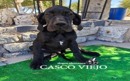 Dogo Alemán perros en venta: Cachorros de Dogo Alemán - Imagen 4