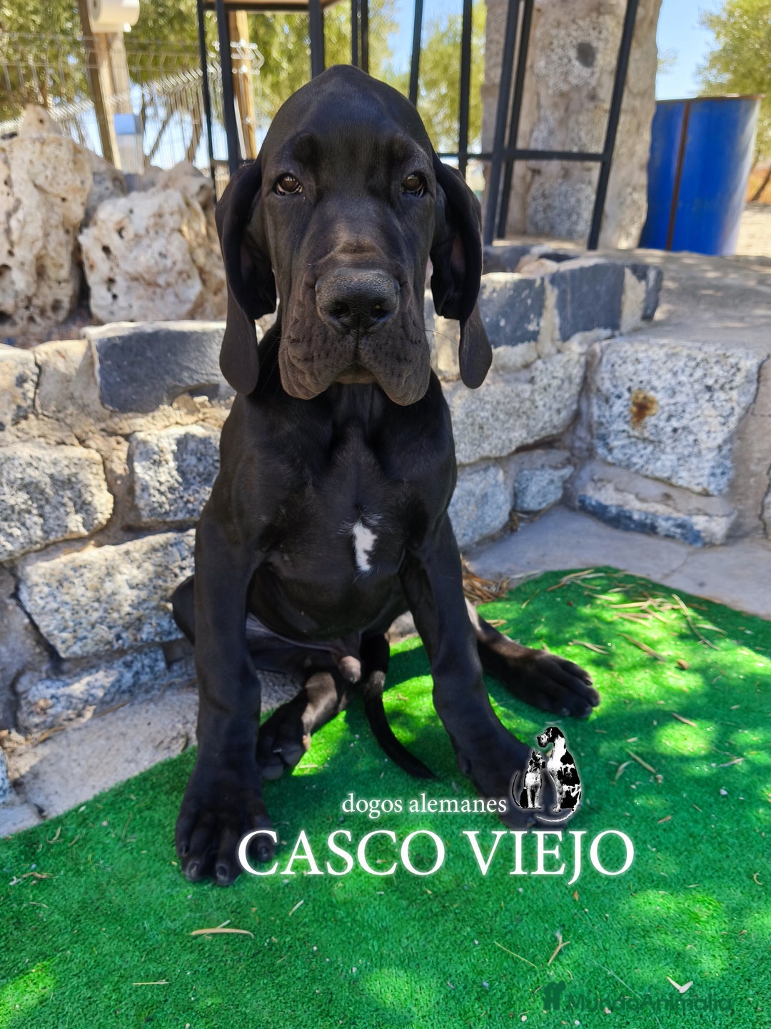 Dogo Alemán perros en venta: Cachorros de Dogo Alemán - Imagen 4
