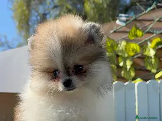 Pomerania perros POMERANIA HEMBRA - Anuncio 1