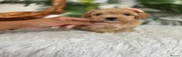 Maltipoo perros en venta: MALTIPOO HEMBRA - Anuncio 9
